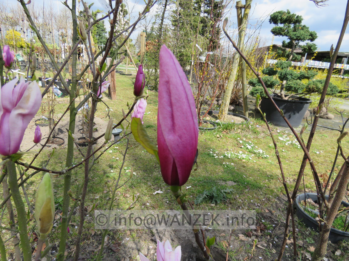 Magnolia fraseri Galaxy - geschlossen 02.JPG